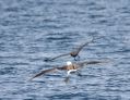 Laysan Albatross & South Polar Skua